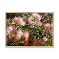Mimosa Tree 4 Framed Print