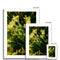 Weeds 4 Framed & Mounted Print