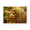 Autumn Grasses 2 Framed Print