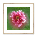 Chicago "Rose" - Peony Framed & Mounted Print