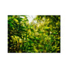 Green Fronds in a Field of Wild Mustard Hahnemuhle Photo Rag Print
