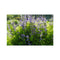 Purple Flowers in a Field of Green and Yellow  3 - Grant Park Chicago Hahnemuhle Photo Rag Print