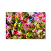Orchid Tree Blossoms Canvas