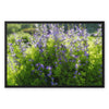 Purple Flowers in a Field of Green and Yellow3 - Grant Park Chicago Framed Canvas
