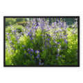 Purple Flowers in a Field of Green and Yellow  3 - Grant Park Chicago Framed Canvas