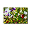 Late Winter Flowers - Monterey Bay Canvas