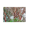Coral Bark Trees 1 Savannah Winter 2015 Hahnemuhle Photo Rag Print