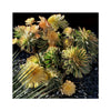 Succulents - Outdoor Still Life Dana Point Hahnemuhle Photo Rag Print