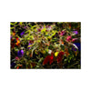 Winter Bouquet - Monterey Bay Hahnemuhle Photo Rag Print