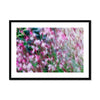 Pretty in Pink 12 - Sarlat-la-Canéda France Framed & Mounted Print