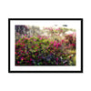 Pretty in Pink  3  - San Marcos, CA Framed & Mounted Print