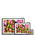 Orchid Tree Blossoms Framed & Mounted Print