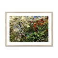 Red Camellias in a Tree of White Blossoms 1 Framed & Mounted Print