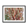 Coral Bark Trees 6 Savannah Winter 2015 Framed & Mounted Print