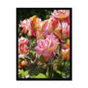 Roses 6 - Sacramento Capitol Park Framed Print
