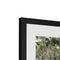 Winter Treescape - Zilker Botanical Garden Austin Framed & Mounted Print