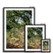 Primordial Forest - Zilker Botanical Garden Austin Framed & Mounted Print
