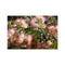Mimosa Tree 4 Hahnemuhle Photo Rag Print