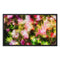 Pretty in Pink 27 Framed Canvas