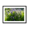 Purple Flowers in a Field of Green and Yellow3 - Grant Park Chicago Framed & Mounted Print