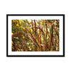 Autumn Grasses 1 Framed & Mounted Print