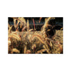 I Sing the Grasses Electric 6 Hahnemuhle Photo Rag Print