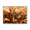 I Sing the Grasses Electric 7 Framed Print