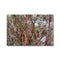 Coral Bark Trees 2 Savannah Winter 2015 Canvas