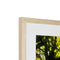 Sonoma Spring Forest Vinyard Framed & Mounted Print