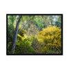 Enchanted Forest - Plein Air Laguna Niguel Framed Print